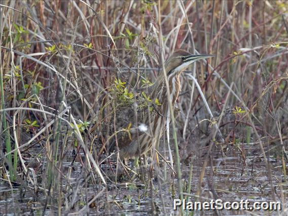 American Bittern (Botaurus lentiginosus)