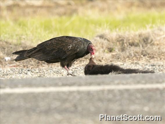 Turkey Vulture (Cathartes aura)