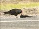 Turkey Vulture (Cathartes aura)