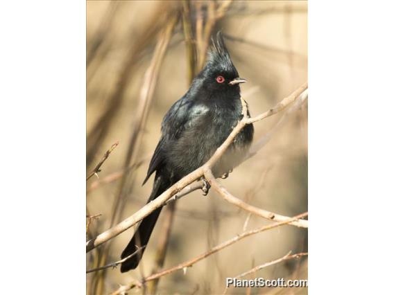 Phainopepla (Phainopepla nitens)