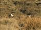 Greater Sage Grouse (Centrocercus urophasianus) - Male