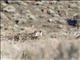 Greater Sage Grouse (Centrocercus urophasianus) - Female