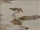 Semipalmated Sandpiper (Calidris pusilla)