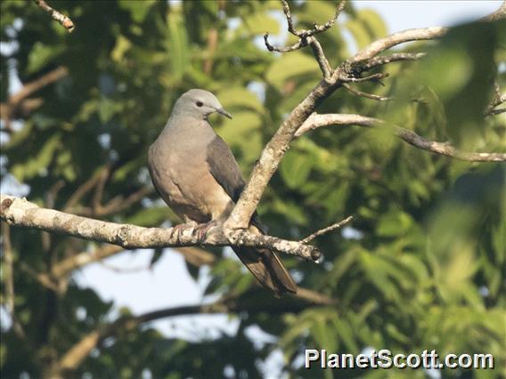 Peale's Imperial-Pigeon (Ducula latrans)