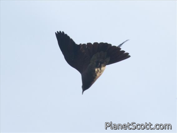 Sulphur-breasted Myzomela (Myzomela jugularis)
