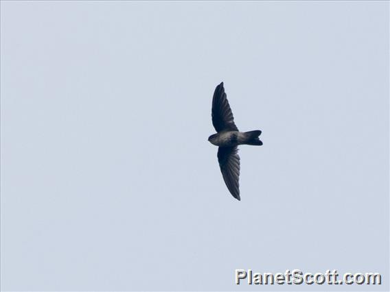 White-rumped Swiftlet (Aerodramus spodiopygius)