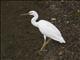 Pacific Reef-Heron (Egretta sacra)