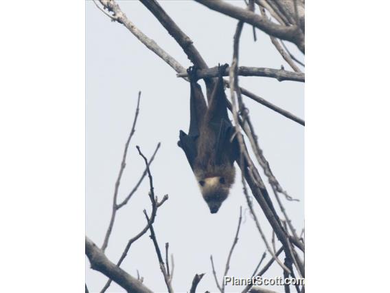 Samoan Flying Fox (Pteropus samoensis)