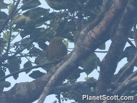 Golden Dove (Ptilinopus luteovirens)