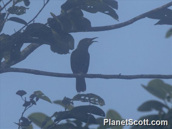 Western Wattled-Honeyeater (Foulehaio procerior)