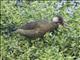 Brazilian Teal (Amazonetta brasiliensis) - Male