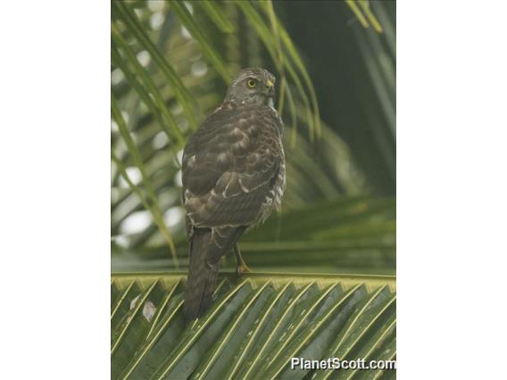 Fiji Goshawk (Tachyspiza rufitorques)