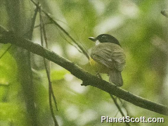 White-throated Fiji Whistler (Pachycephala vitiensis)