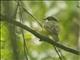 Fiji Whistler (Pachycephala vitiensis)