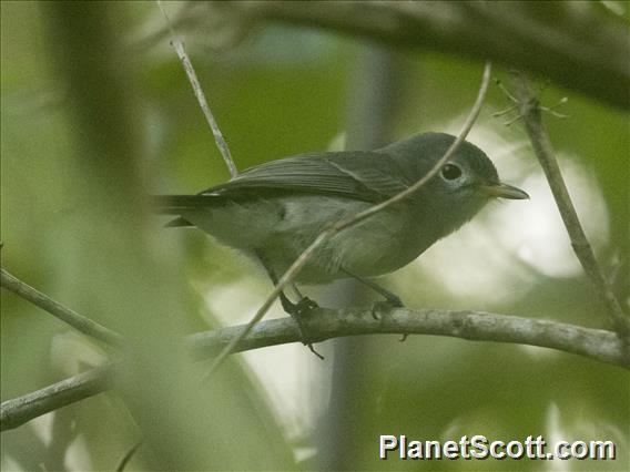 Slaty Monarch (Mayrornis lessoni)