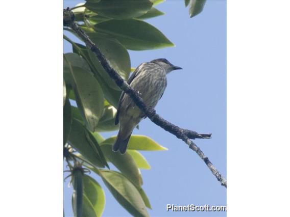 Polynesian Starling (Aplonis tabuensis)