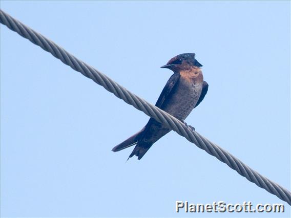 Pacific Swallow (Hirundo javanica)