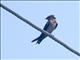 Pacific Swallow (Hirundo javanica)