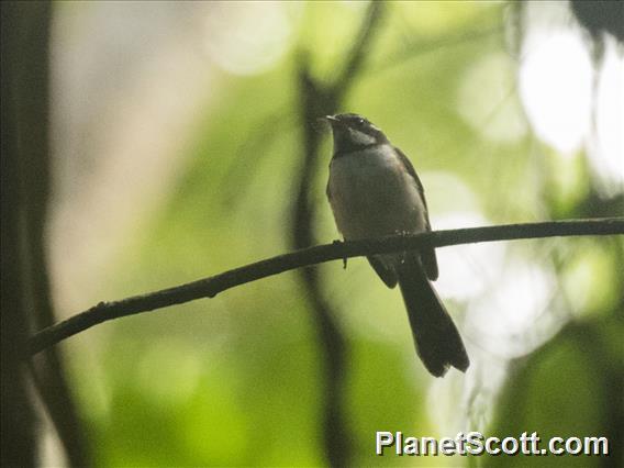 Kadavu Fantail (Rhipidura personata)