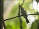 Kadavu Fantail (Rhipidura personata)