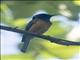 Vanikoro Flycatcher (Myiagra vanikorensis)