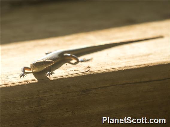 Emo Skink (Emoia sp)