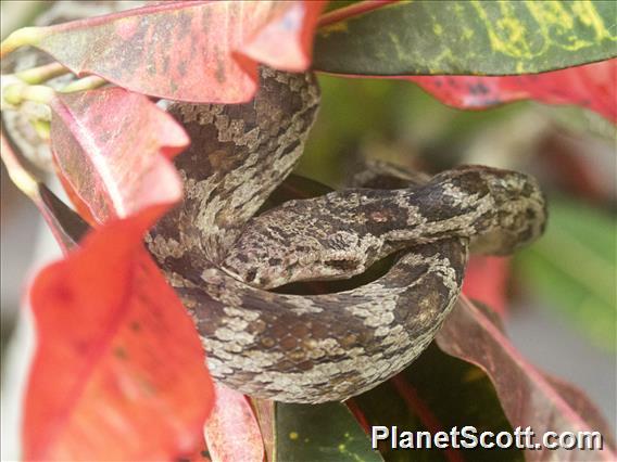 Fiji Boa (Candoia bibroni)