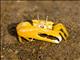 Citrus Fiddler Crab (Austruca citrus)