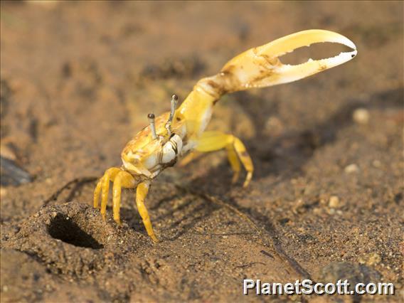 Citrus Fiddler Crab (Austruca citrus)