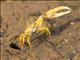 Citrus Fiddler Crab (Austruca citrus)