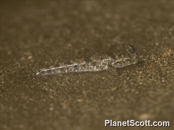 Barred Mudskipper (Periophthalmus argentilineatus)