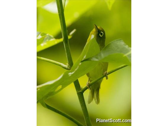 Layard's White-eye (Zosterops explorator)