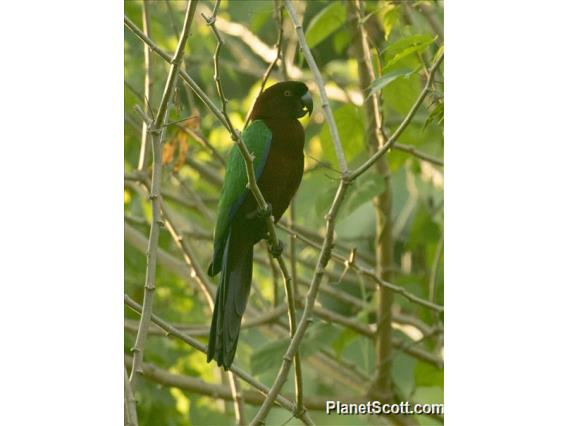 Red Shining-Parrot (Prosopeia tabuensis)