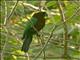 Red Shining-Parrot (Prosopeia tabuensis)