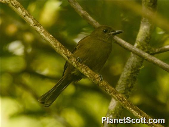 Fiji Shrikebill (Clytorhynchus vitiensis)