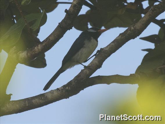 Azure-crested Flycatcher (Myiagra azureocapilla)