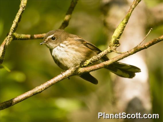 Fiji Streaked Fantail (Rhipidura layardi)