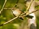 FIji Streaked Fantail (Rhipidura consobrinus)