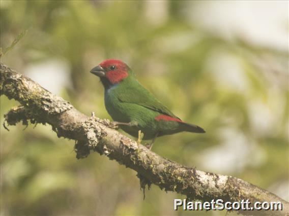 Fiji Parrotfinch (Erythrura pealii)