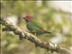 Fiji Parrotfinch (Erythrura pealii)