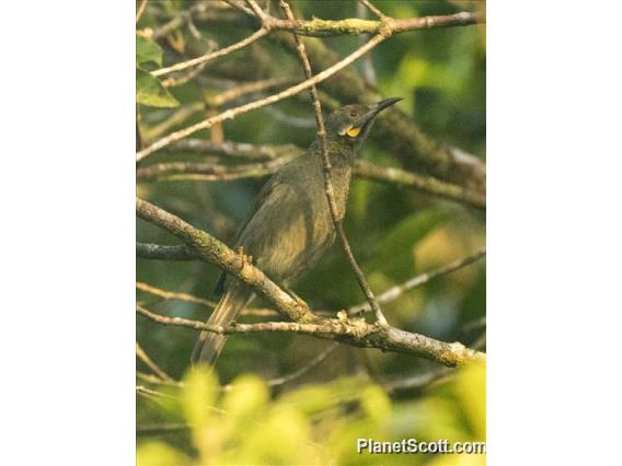 Northern Wattled-Honeyeater (Foulehaio taviunensis)