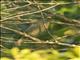 Northern Wattled-Honeyeater (Foulehaio taviunensis)