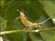 Vanikoro Flycatcher (Myiagra vanikorensis) - Female