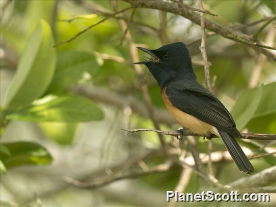 Vanikoro Flycatcher (Myiagra vanikorensis)