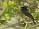 Vanikoro Flycatcher (Myiagra vanikorensis)