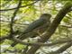 Fiji Goshawk (Accipiter rufitorques)