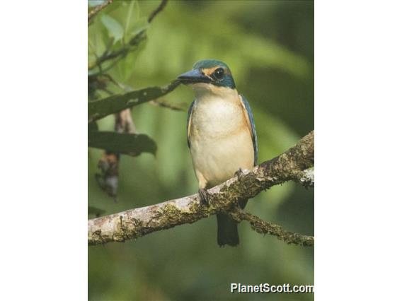 Pacific Kingfisher (Todiramphus sacer)