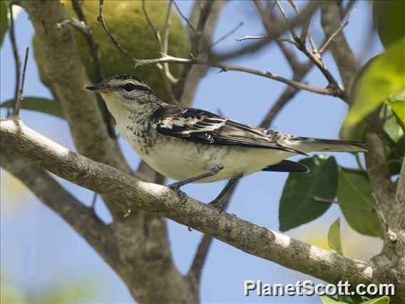 Polynesian Triller (Lalage maculosa)