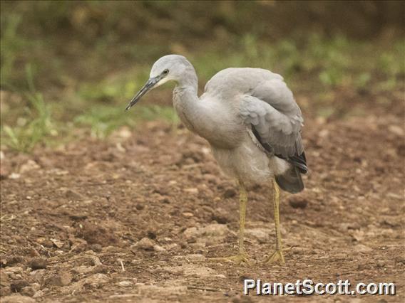 White-faced Heron (Egretta novaehollandiae)