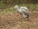 White-faced Heron (Egretta novaehollandiae)